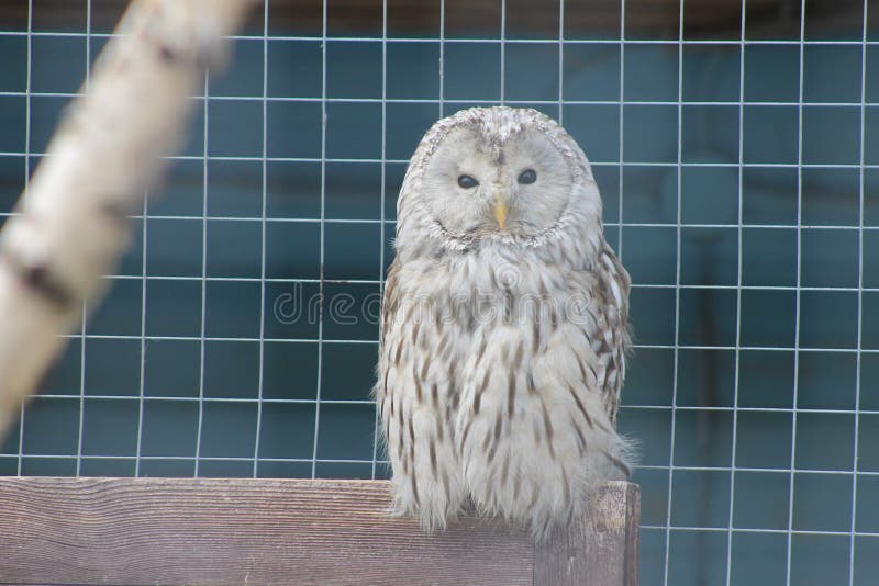 Haut proche de hibou image libre de droits Haut proche de hibou image libre de droits