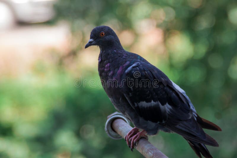 Haut proche de pigeon image stock Haut proche de pigeon image stock