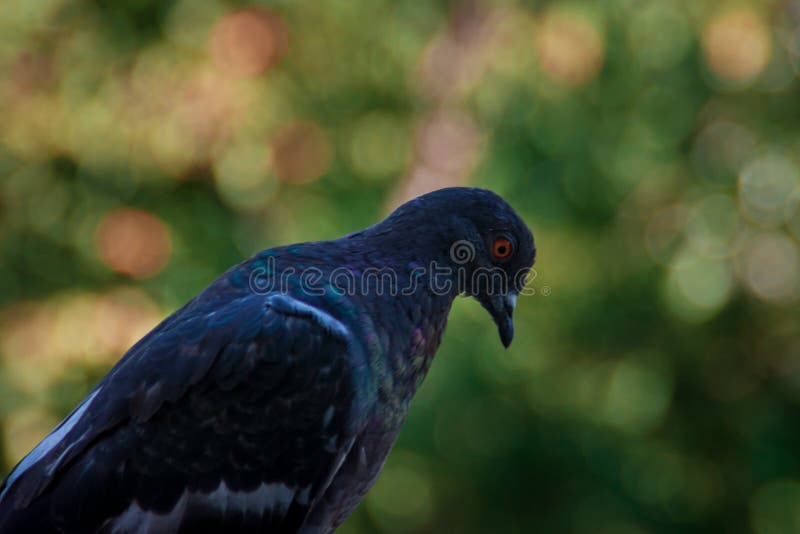 Haut proche de pigeon image libre de droits Haut proche de pigeon image libre de droits