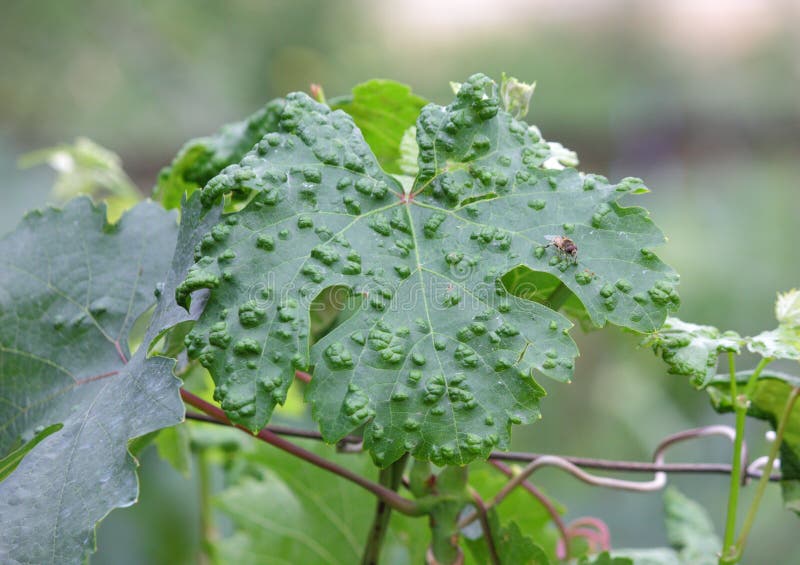 Haut étroit de raisins malades de feuille photo stock