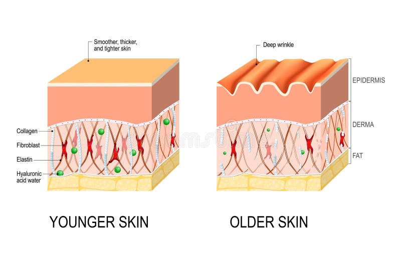 Visual representation of skin changes over a lifetime. Collagen and elastin form the structure of the dermis making it tight and plump. Fibroblasts synthesize collagen and elastin. difference between the skin of a young and elderly person. Vector illustration for medical and educational use. Visual representation of skin changes over a lifetime. Collagen and elastin form the structure of the dermis making it tight and plump. Fibroblasts synthesize collagen and elastin. difference between the skin of a young and elderly person. Vector illustration for medical and educational use