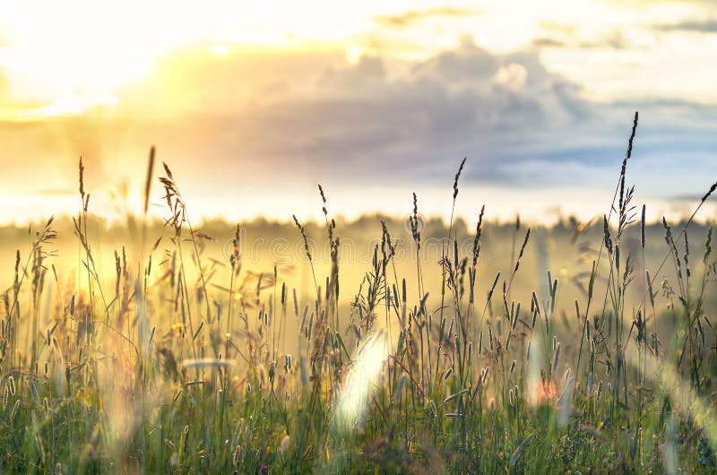 Haute herbe rougeoyant dans les rayons de soleil un matin d'été avec le ciel nuageux et les arbres en bas de la colline Inspirant photographie stock Haute herbe rougeoyant dans les rayons de soleil un matin d'été avec le ciel nuageux et les arbres en bas de la colline Inspirant photographie stock