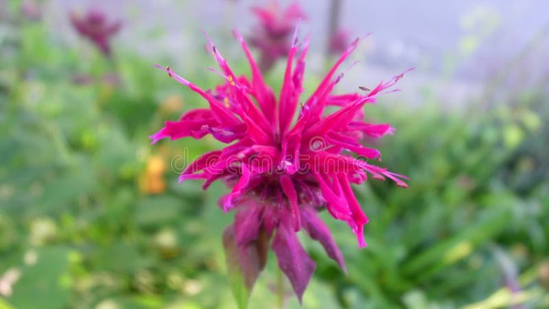Haute vidéo de scarlet beebalm. banque de vidéos