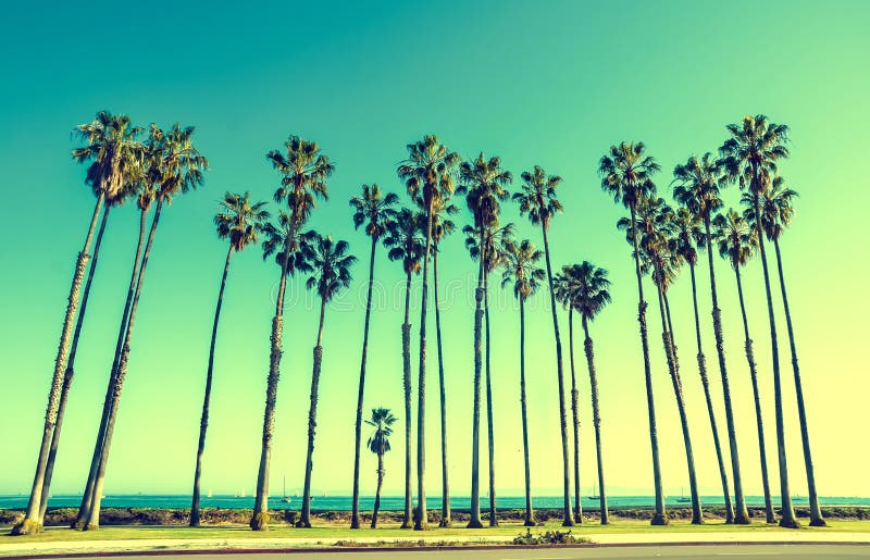 Hautes paumes de la Californie sur la plage, fond de ciel bleu images stock Hautes paumes de la Californie sur la plage, fond de ciel bleu images stock