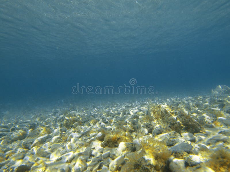 Beautiful ocean bottom, great colors in clean water, adriatic sea, ocean life form, yellow seaweed on rocks. Beautiful ocean bottom, great colors in clean water, adriatic sea, ocean life form, yellow seaweed on rocks