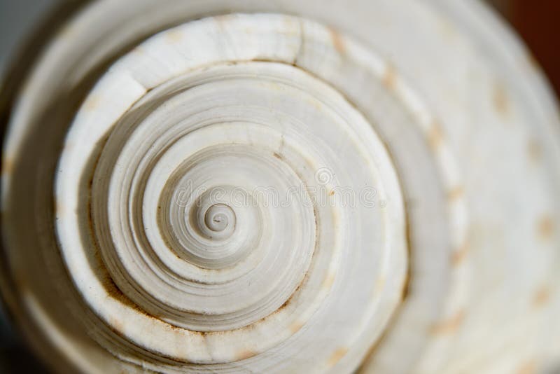 Hav Shell Spiral arkivbild Hav Shell Spiral arkivbild