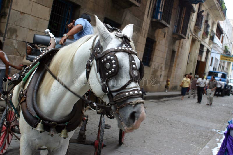 Havana-Pferd