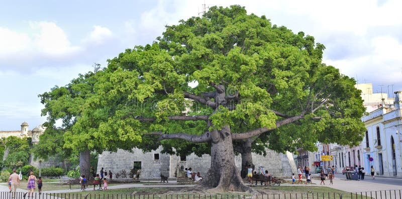 Havana plaza panorama, August