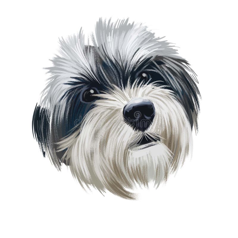 Havanese havanese cuban bichon havaneser dog digital art ilustracja izolowana na białym tle. zabawka typu bichon z kuby royalty ilustracja