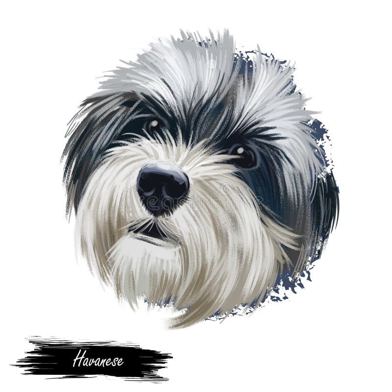 Havanese, Havanese Cuban Bichon, Havaneser dog digital art ilustracja oddzielona od białego tła Zabawka typu bichon kubańskiego p ilustracja wektor