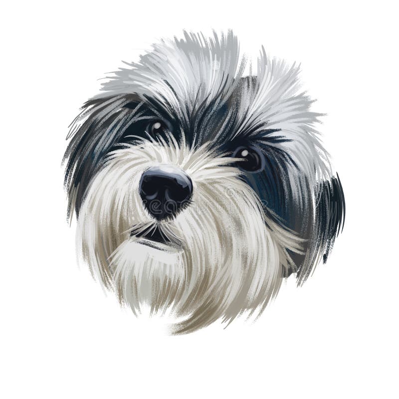 Havanese, Havanese Cuban Bichon, Havaneser dog digital art ilustracja oddzielona od białego tła Zabawka typu bichon kubańskiego p ilustracja wektor