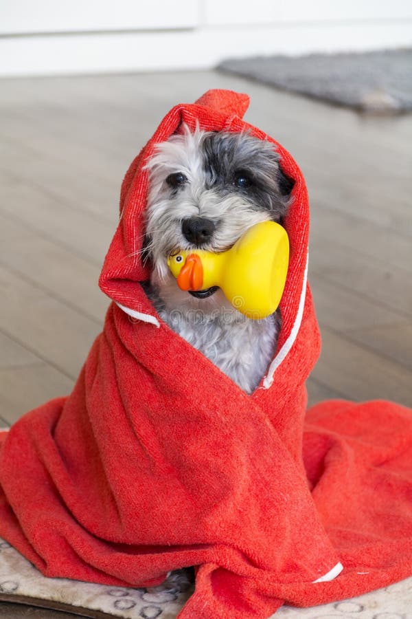 Havanese Hooded Blanket Havanese Hooded Blanket
