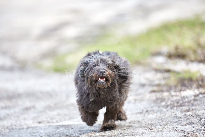 Black Havanese Dog Street Stock Photos Free & RoyaltyFree Stock