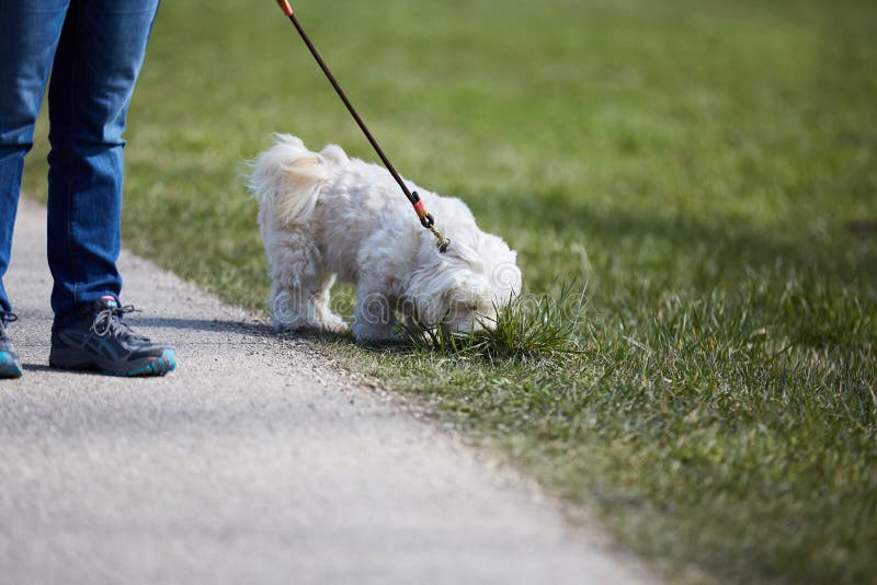 Dog Walking with Lead in Mouth Stock Image Image of carrying