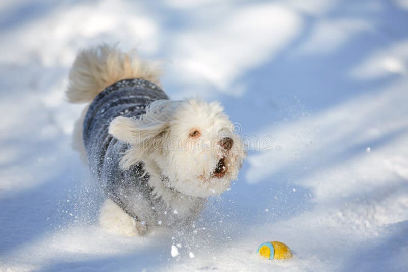 Havanese Hund Abstreifens mit Ball im Schnee lizenzfreie stockbilder Havanese Hund Abstreifens mit Ball im Schnee lizenzfreie stockbilder