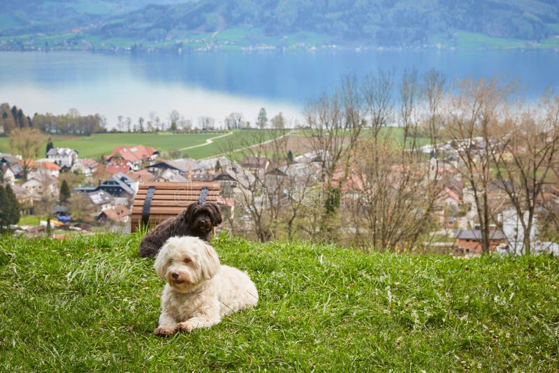 Havanese-Hund, der im Gras vor See Attersee liegt lizenzfreies stockbild Havanese-Hund, der im Gras vor See Attersee liegt lizenzfreies stockbild