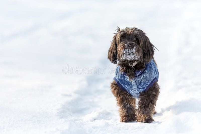 Havanese hund som väntar och håller ögonen på i snö royaltyfri bild Havanese hund som väntar och håller ögonen på i snö royaltyfri bild