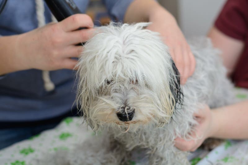Havanese przy psim fryzjerem - zakończenie fotografia stock Havanese przy psim fryzjerem - zakończenie fotografia stock