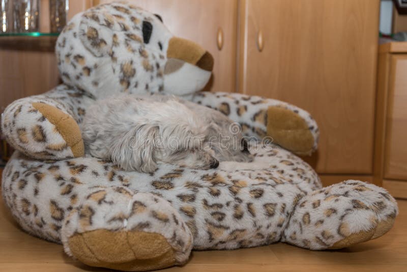 Havanese Sleeps on Stuffed Animal Stock Photo Image of space, soft