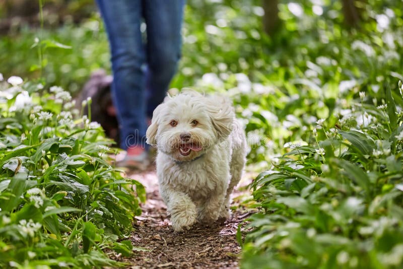 Havanesehond die door ramsons lopen stock foto's Havanesehond die door ramsons lopen stock foto's
