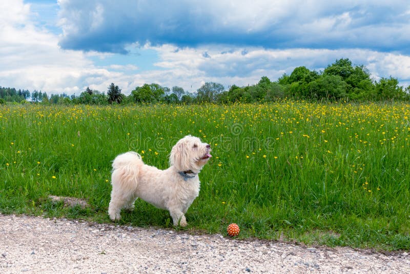 Havanesehond die een gang nemen stock foto's Havanesehond die een gang nemen stock foto's
