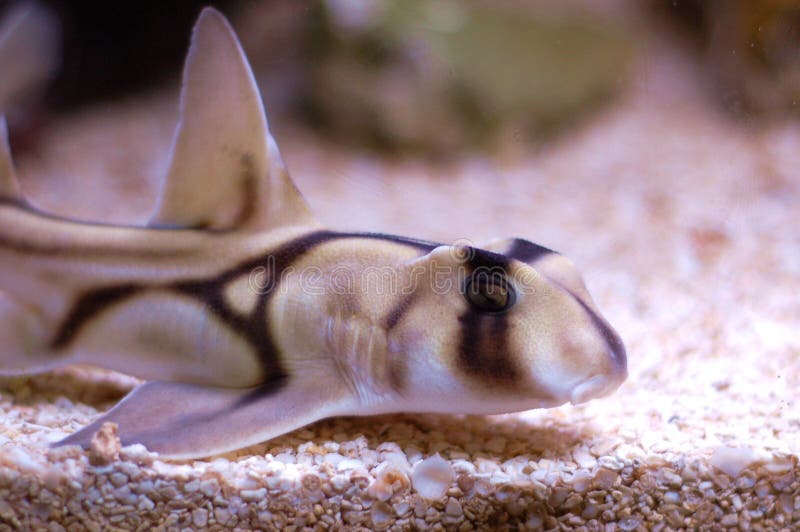 Haven Jackson Shark stock foto Haven Jackson Shark stock foto
