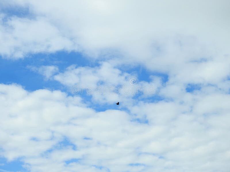 Haviksvogel die in mooie hemel, Litouwen vliegen royalty-vrije stock afbeelding Haviksvogel die in mooie hemel, Litouwen vliegen royalty-vrije stock afbeelding