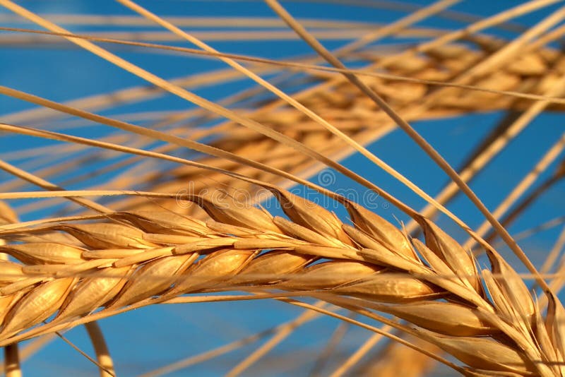 Download Havre arkivfoto. Bild av vete, fält, natur, ingrediens, floror - 28380