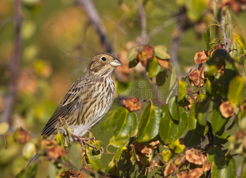 HavreBunting royaltyfri bild HavreBunting royaltyfri bild
