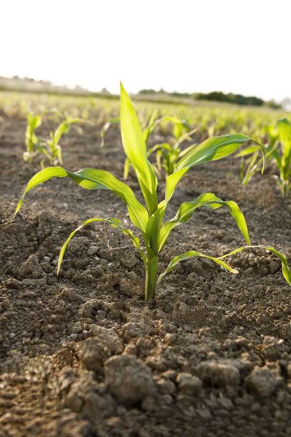 Close-up of a young Corn plant, backlight. Close-up of a young Corn plant, backlight