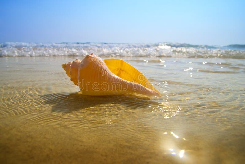 Seashell sand and blue ocean. Seashell sand and blue ocean