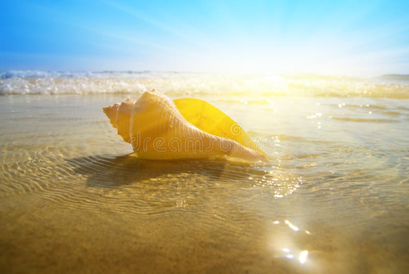 Seashell sand and blue ocean. Seashell sand and blue ocean