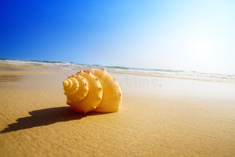 Seashell yellow sand and ocean. Seashell yellow sand and ocean