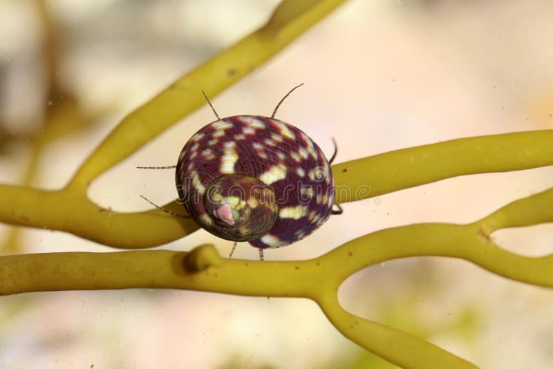Macro photo of a marine flat top shell gastropod, Gibbula umbilicalis, on an alga. Macro photo of a marine flat top shell gastropod, Gibbula umbilicalis, on an alga