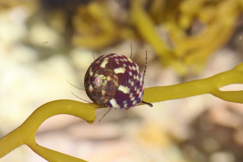 Macro photo of a marine flat top shell gastropod, Gibbula umbilicalis, on an alga. Macro photo of a marine flat top shell gastropod, Gibbula umbilicalis, on an alga