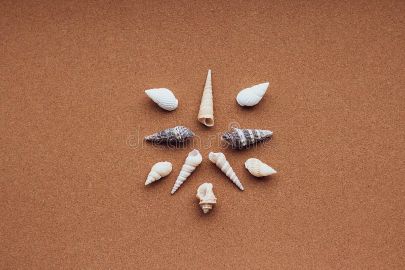Havsskal med sand som bakgrundsstrand royaltyfri foto Havsskal med sand som bakgrundsstrand royaltyfri foto