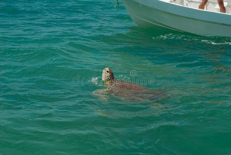 Havssköldpaddan stiger för att andas i biosfären av Sian Ka ’