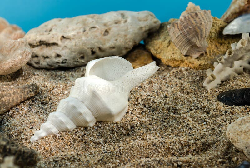 White Marine gastropod mollusk sea shell underwater. Shell on the seabed. White Marine gastropod mollusk sea shell underwater. Shell on the seabed