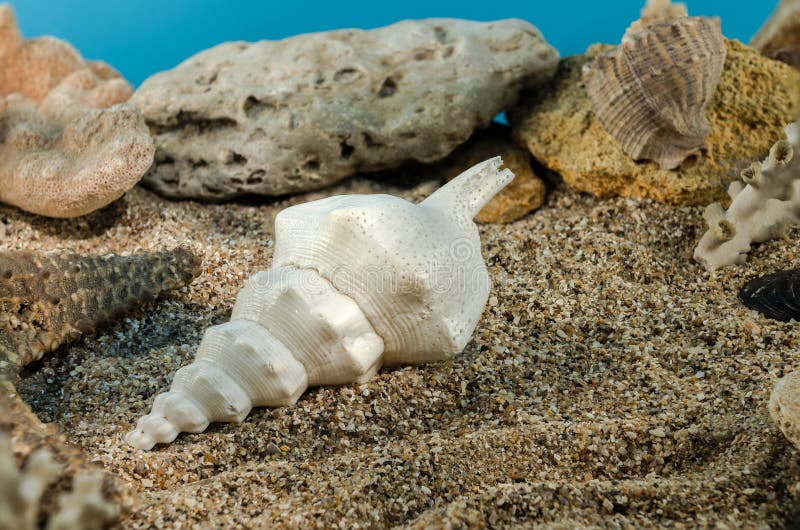White Marine gastropod mollusk sea shell underwater. Shell on the seabed. White Marine gastropod mollusk sea shell underwater. Shell on the seabed