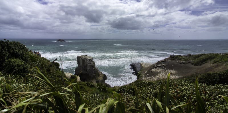 HavssulakoloniMuriwai strand nära Auckland arkivbild HavssulakoloniMuriwai strand nära Auckland arkivbild