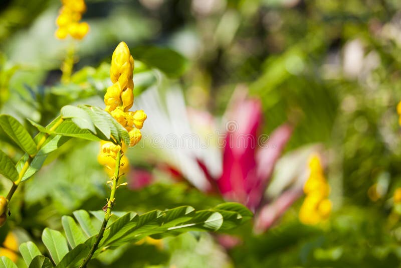 Hawaianska tropiska blommor, Maui arkivfoto Hawaianska tropiska blommor, Maui arkivfoto