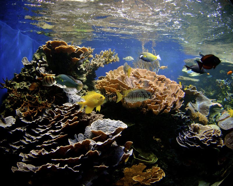 Hawaii Coral Reef