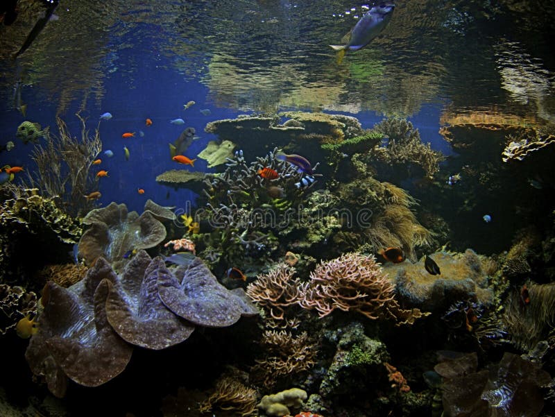 Hawaii Coral Reef stock photos