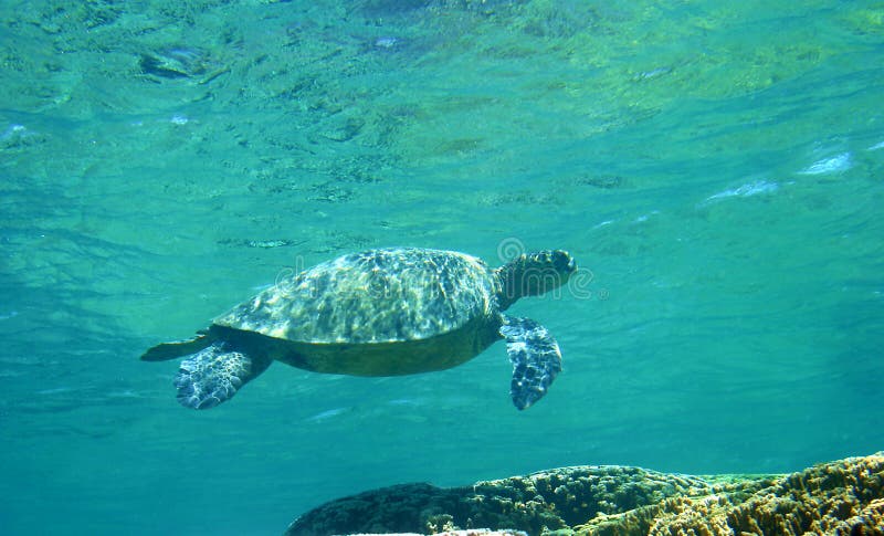 Hawaii-grünes Seeschildkröte lizenzfreies stockbild Hawaii-grünes Seeschildkröte lizenzfreies stockbild