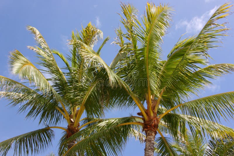 Hawaii Palm Trees stock image. Image of green, hawaii - 26783331