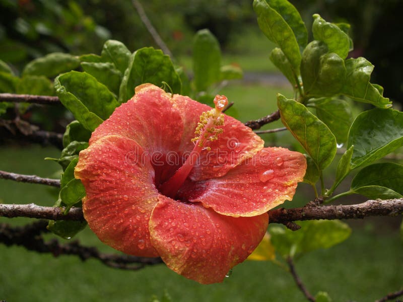 Hawaii State Flower stock photo. Image of hawaii, flora 360040
