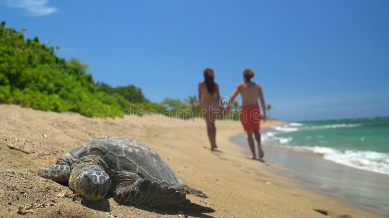 Hawaii-Strandszene mit Meeresschildkröte und dem romantischen Paarhändchenhalten