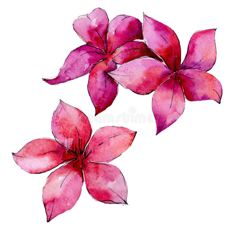 Hawaii tropical deja la palmera en un estilo de la acuarela aislada stock de ilustración Hawaii tropical deja la palmera en un estilo de la acuarela aislada stock de ilustración