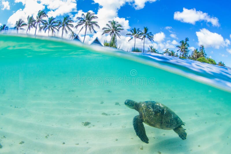 A Hawaiian Green Sea Turtle Cruising in the warm waters of the Pacific Ocean in Hawaii. A Hawaiian Green Sea Turtle Cruising in the warm waters of the Pacific Ocean in Hawaii