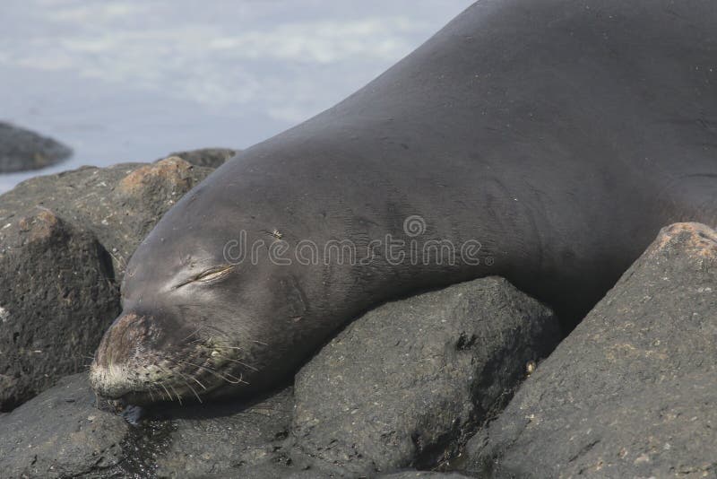 Hawaiiaanse schauinslandi van Monniksseal neomonachus stock foto Hawaiiaanse schauinslandi van Monniksseal neomonachus stock foto